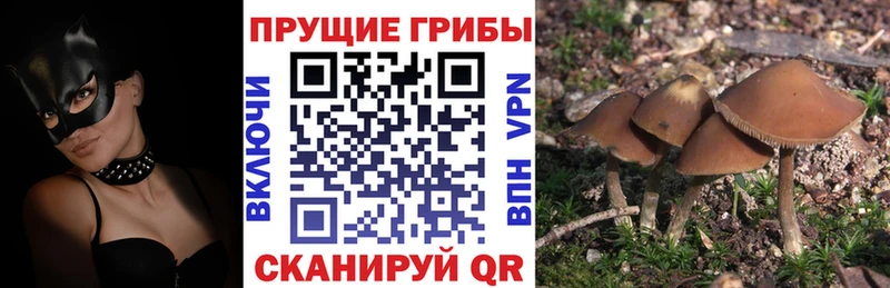 Псилоцибиновые грибы ЛСД  МЕГА ССЫЛКА  Опочка 